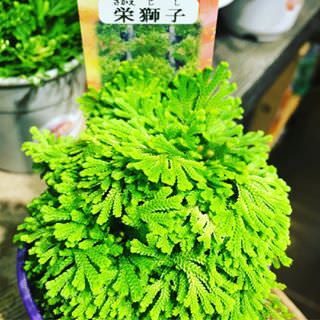 Lovely plant found in flower market Hong Kong. Expansive price for about 250hkd.