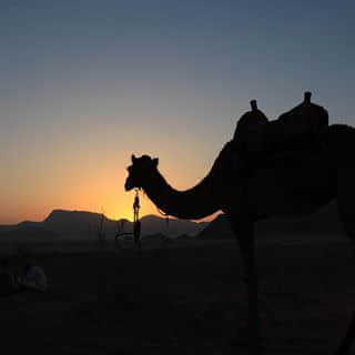 Camel ride in search of sunrise.