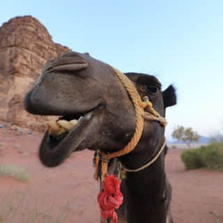 Made in Jordan camel