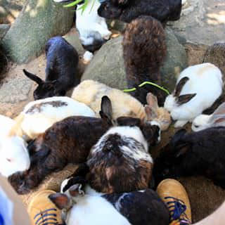 Rabbits, lots of rabbits...