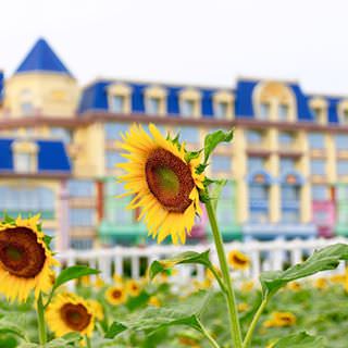 This is one of the most famous place in Panyu, Guangzhou. When I was a child I always want to pay a visit to this place but finally found that they replace the sunflower with this 'nice' hotel.