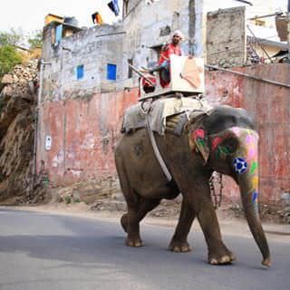 Elephants are always found on the street of the pink city. His owner seems doesn’t like us. Lol