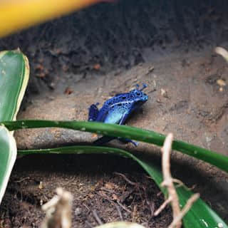 毒蛙！！ Blue poison frog! So beautiful but super toxic.